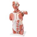 3B Scientific Life-Size Muscle Torso, - w/ 3B Smart Anatomy 1001236